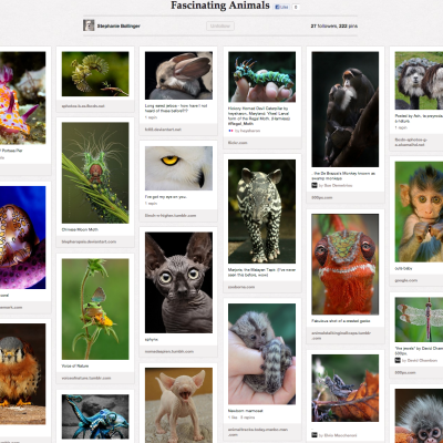 Favorite Pinterest Board Of The Week: Fascinating Animals