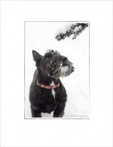 Scottish-terrier-in-the-snow
